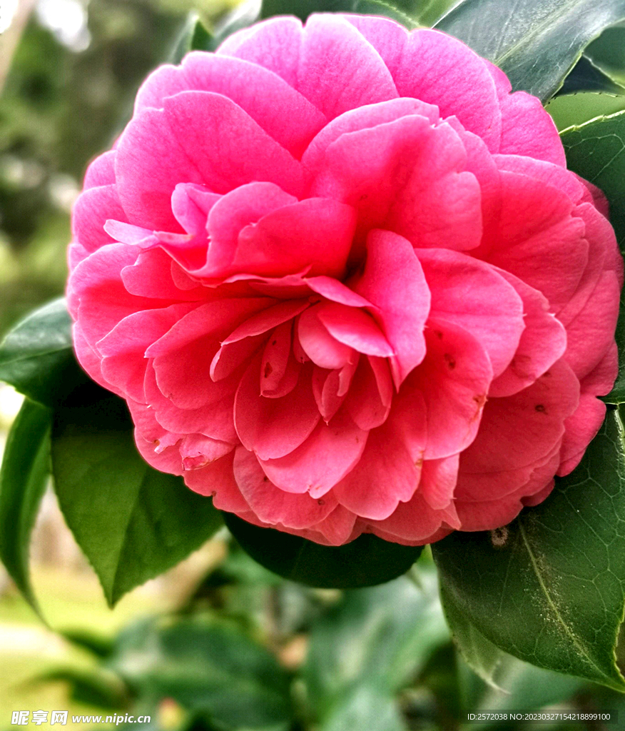 山茶花开