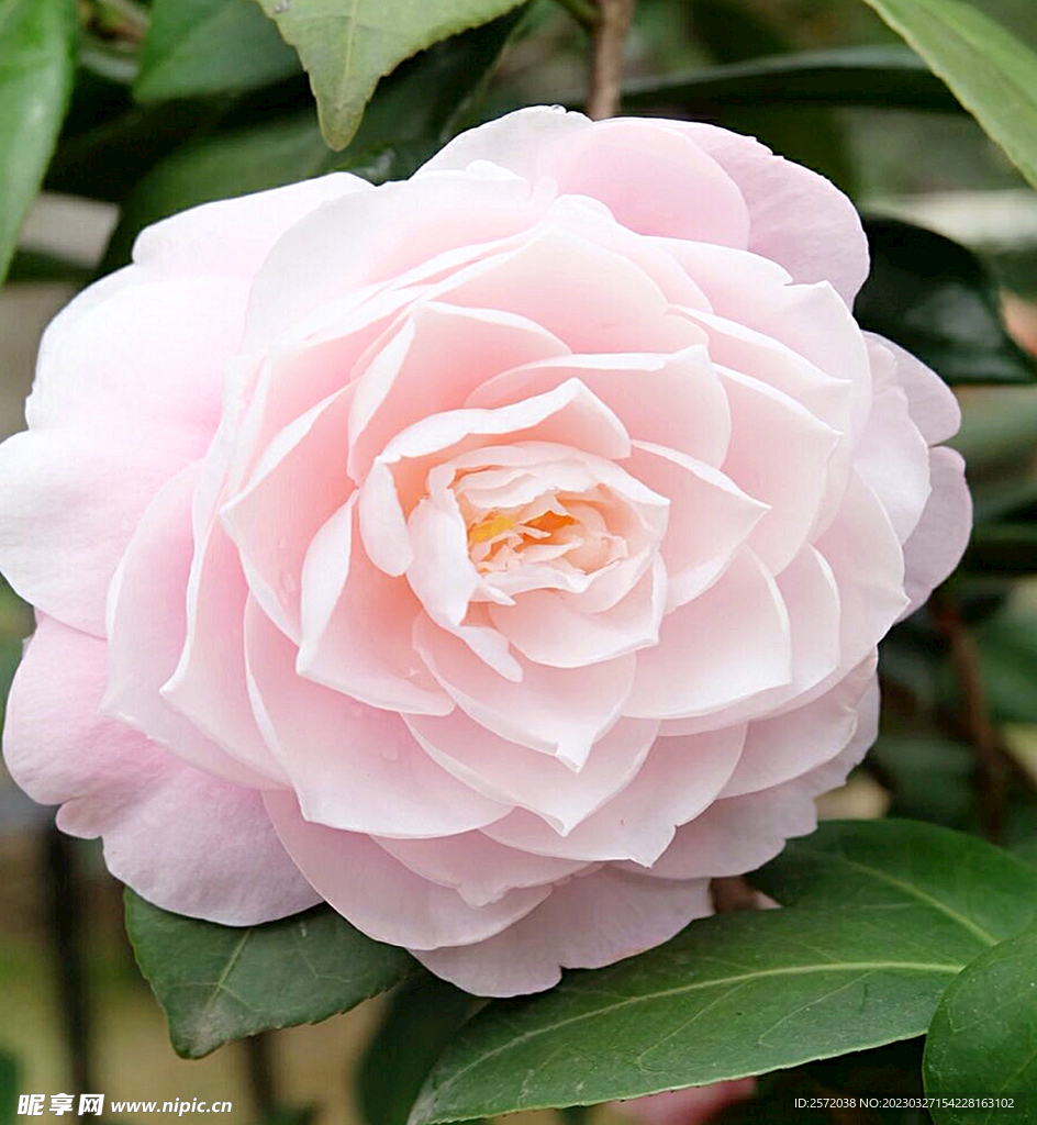 山茶花开