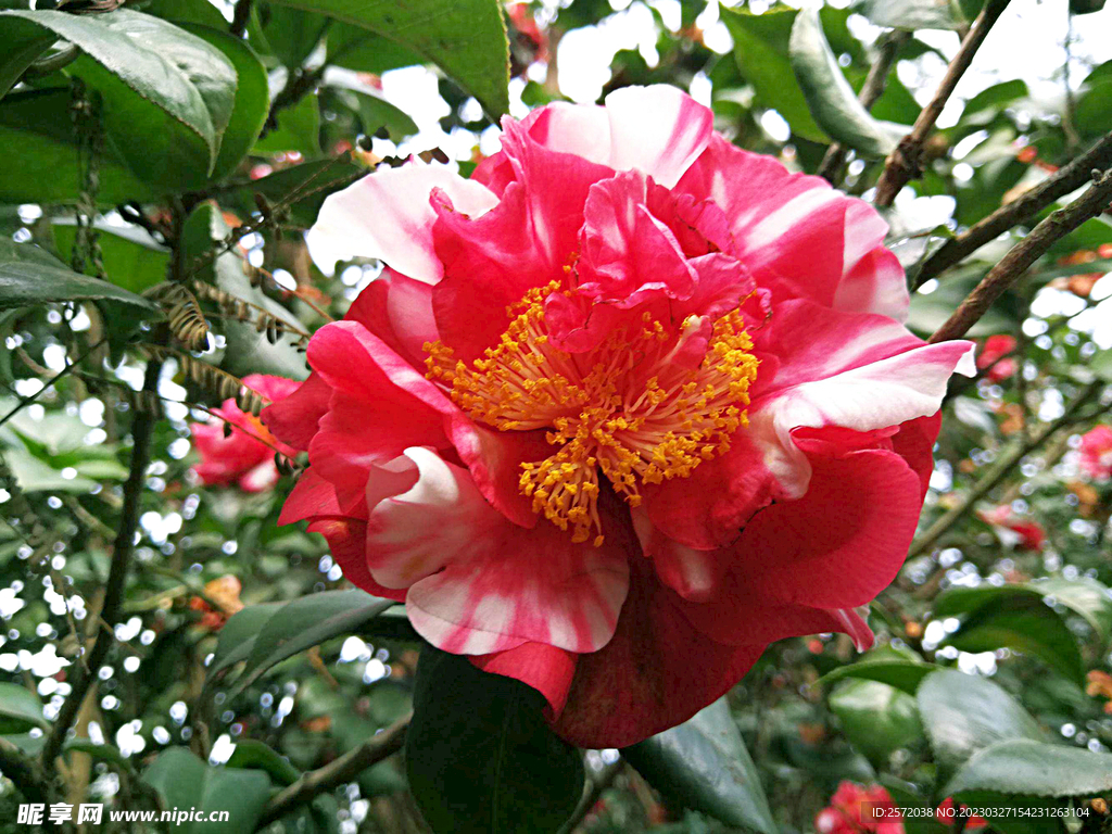 山茶花开