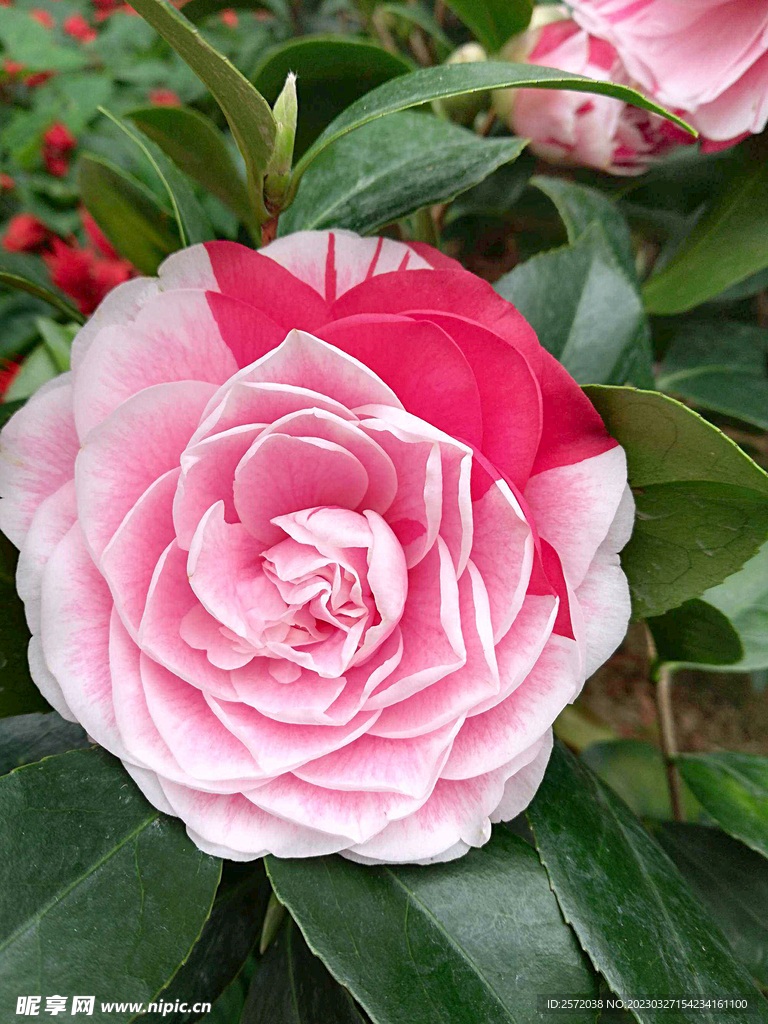 山茶花开