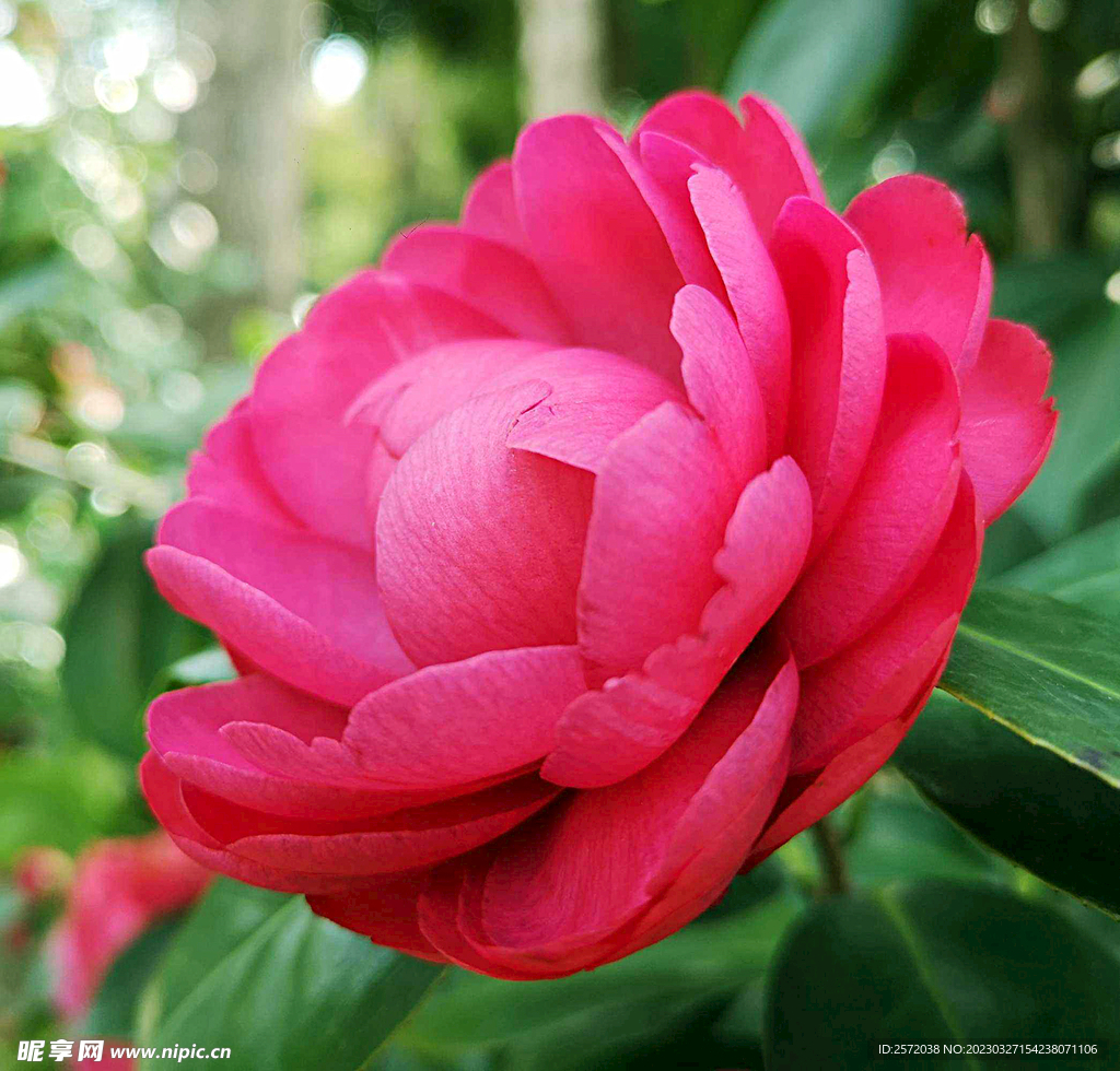 山茶花开