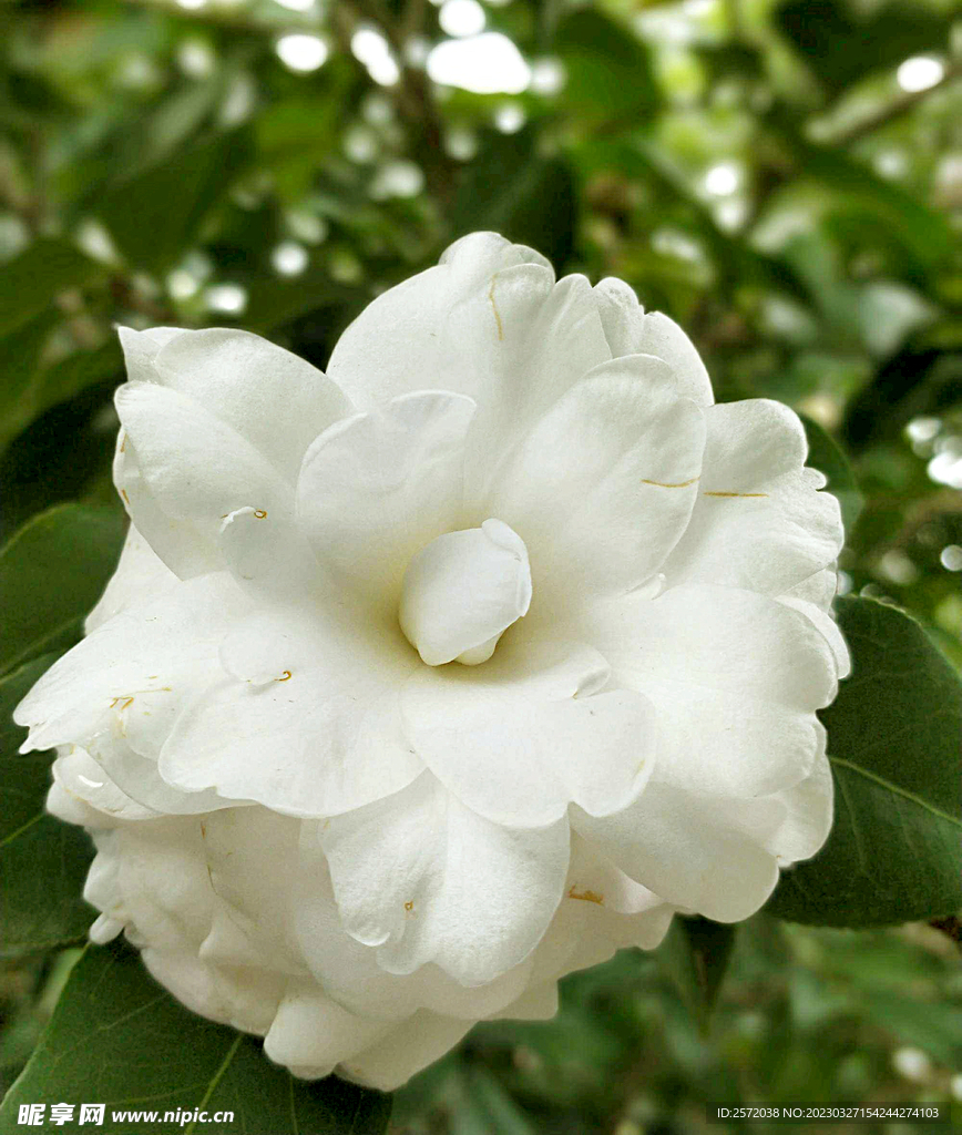 山茶花开
