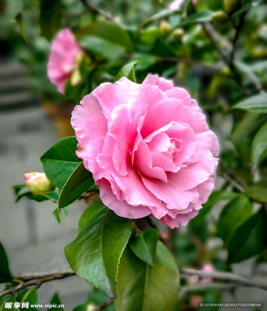 山茶花开