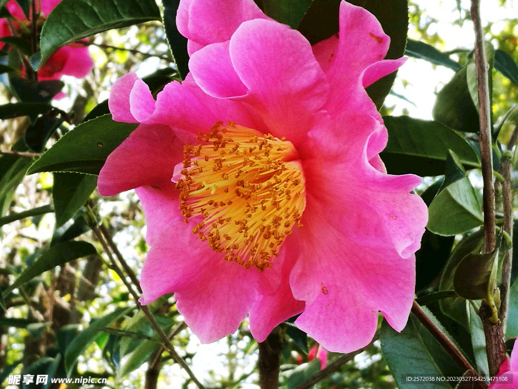 山茶花开