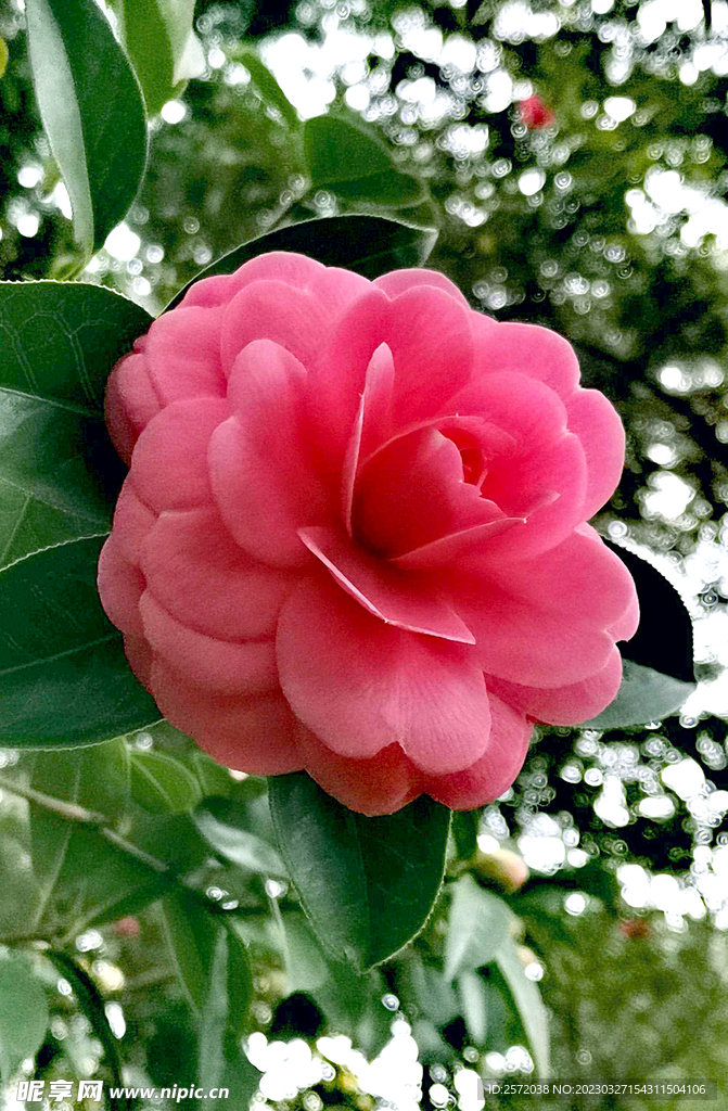 山茶花开