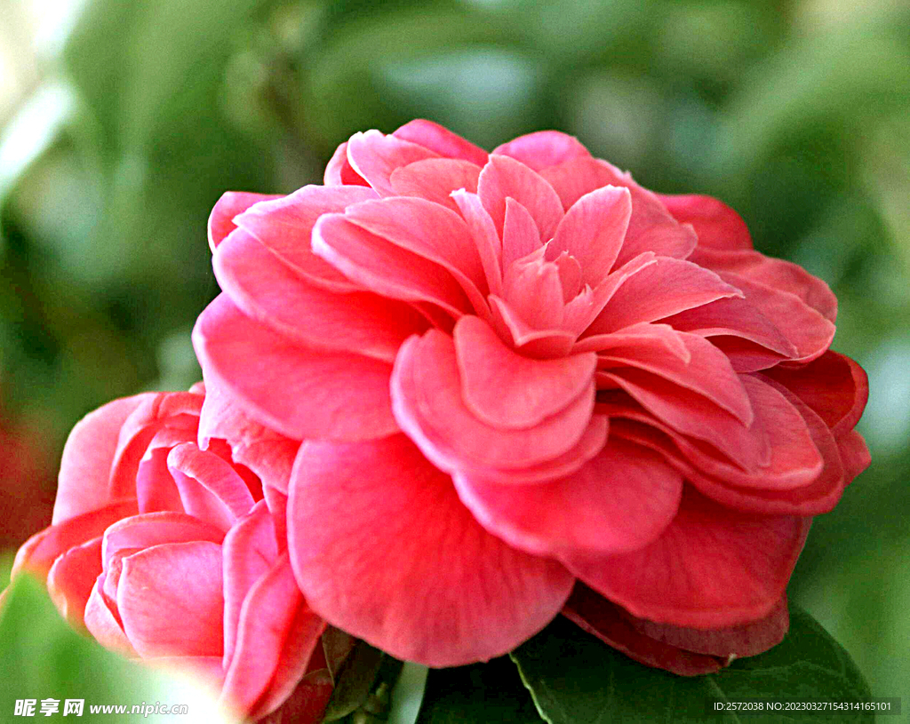 山茶花开