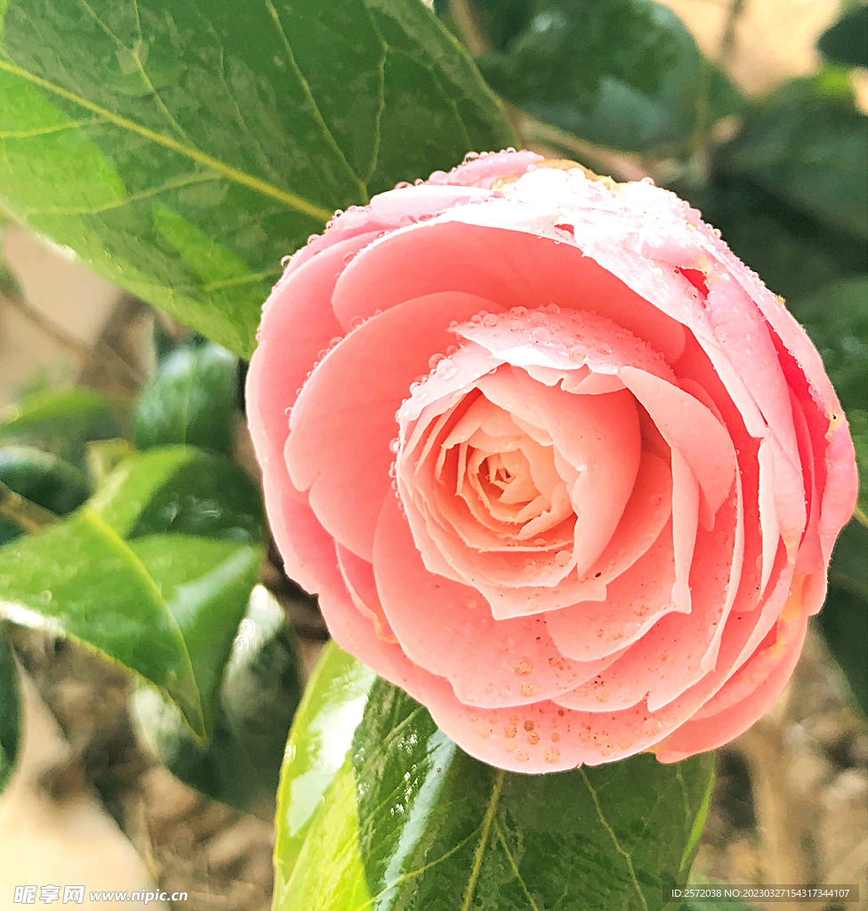 山茶花开