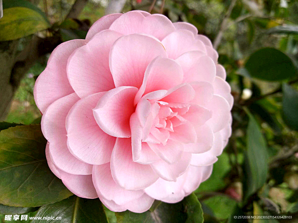 山茶花开