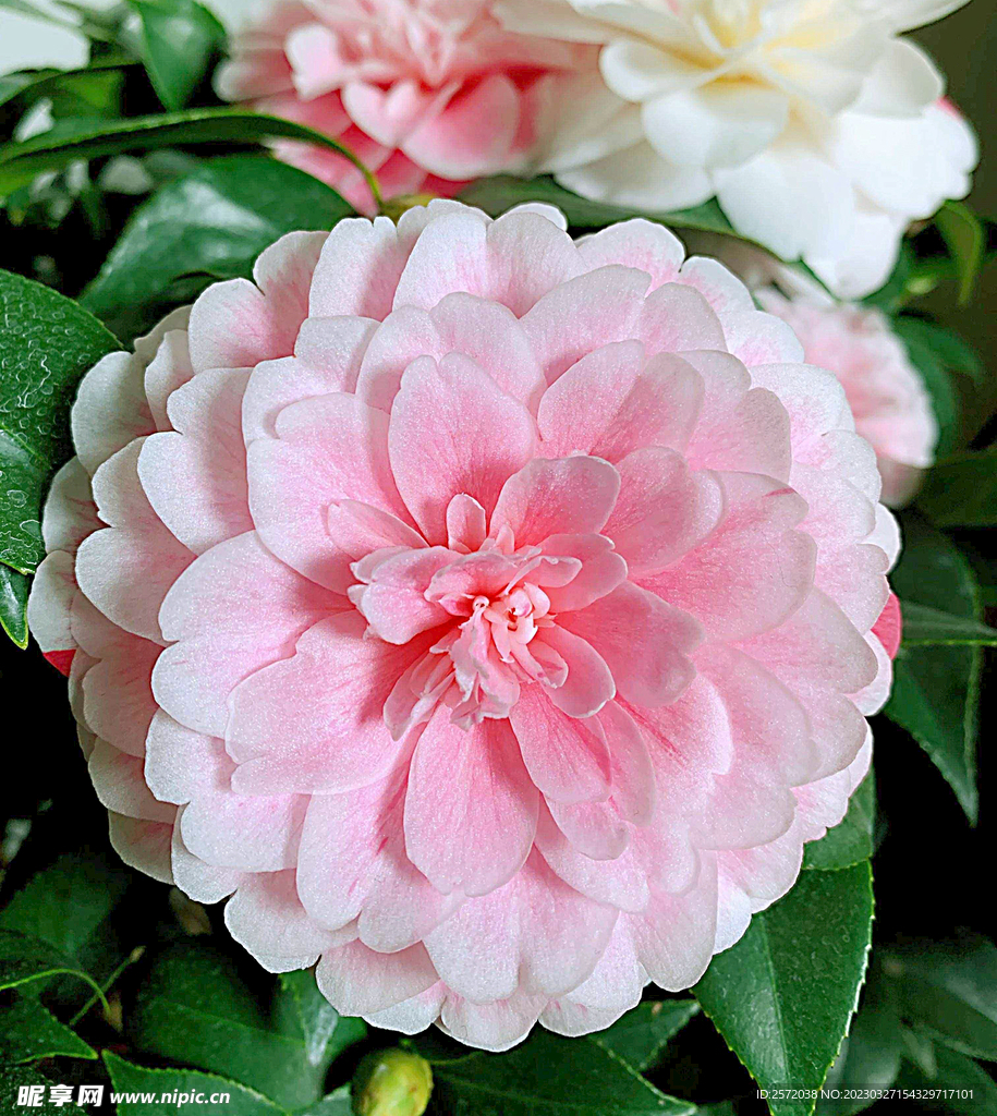 山茶花开