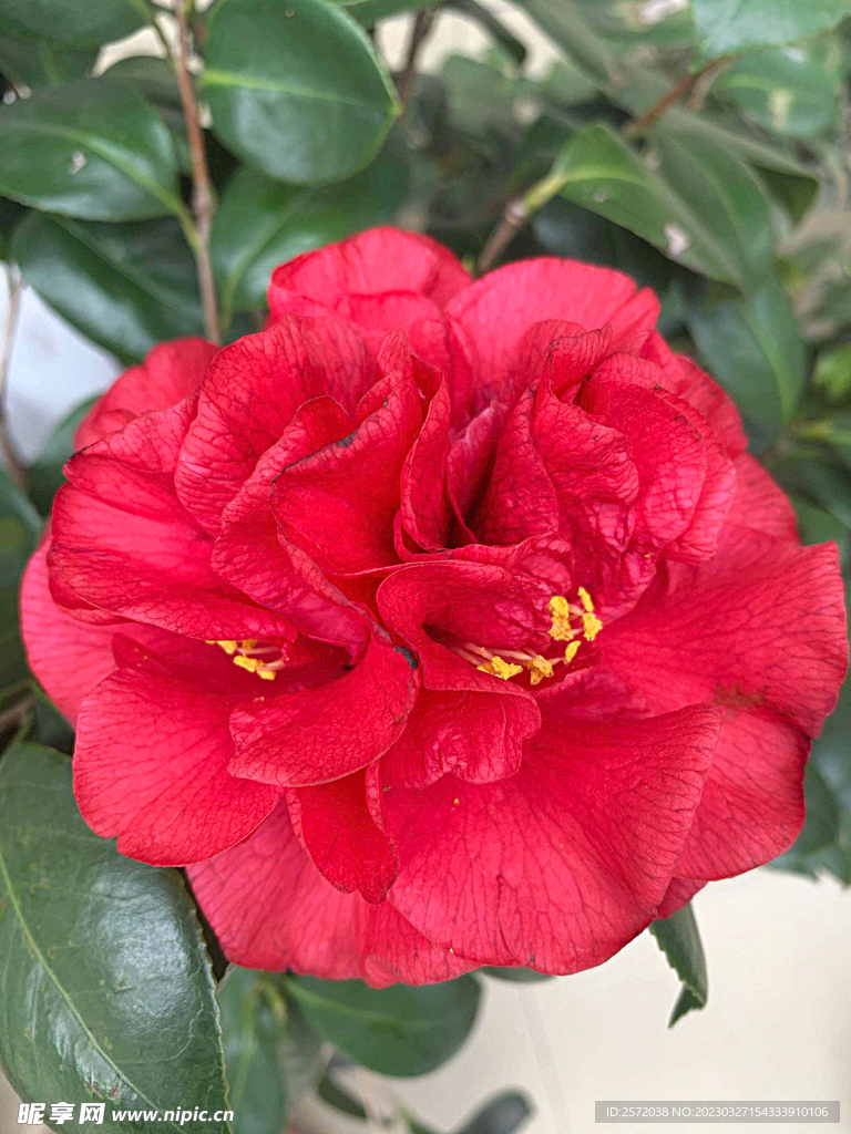 山茶花开