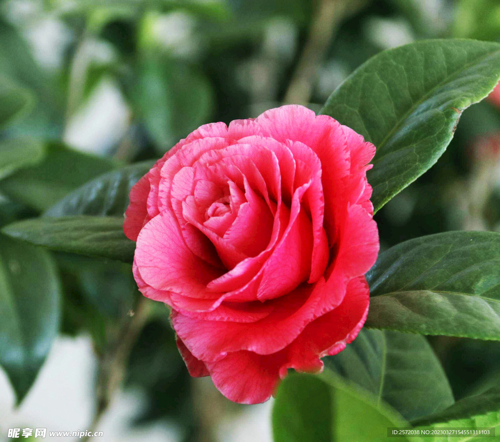 山茶花开