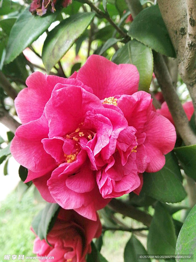 山茶花开