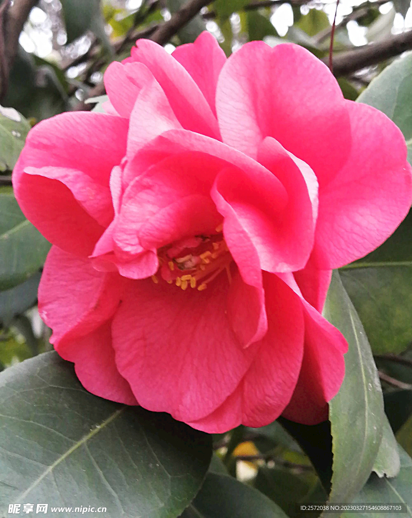 山茶花开
