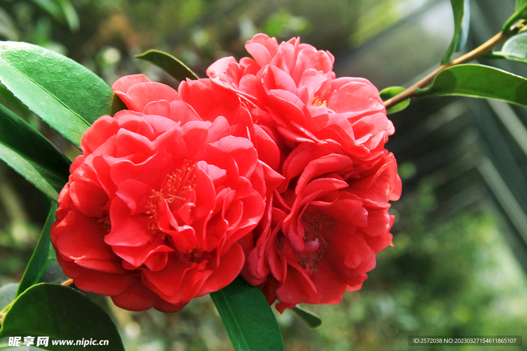 山茶花开