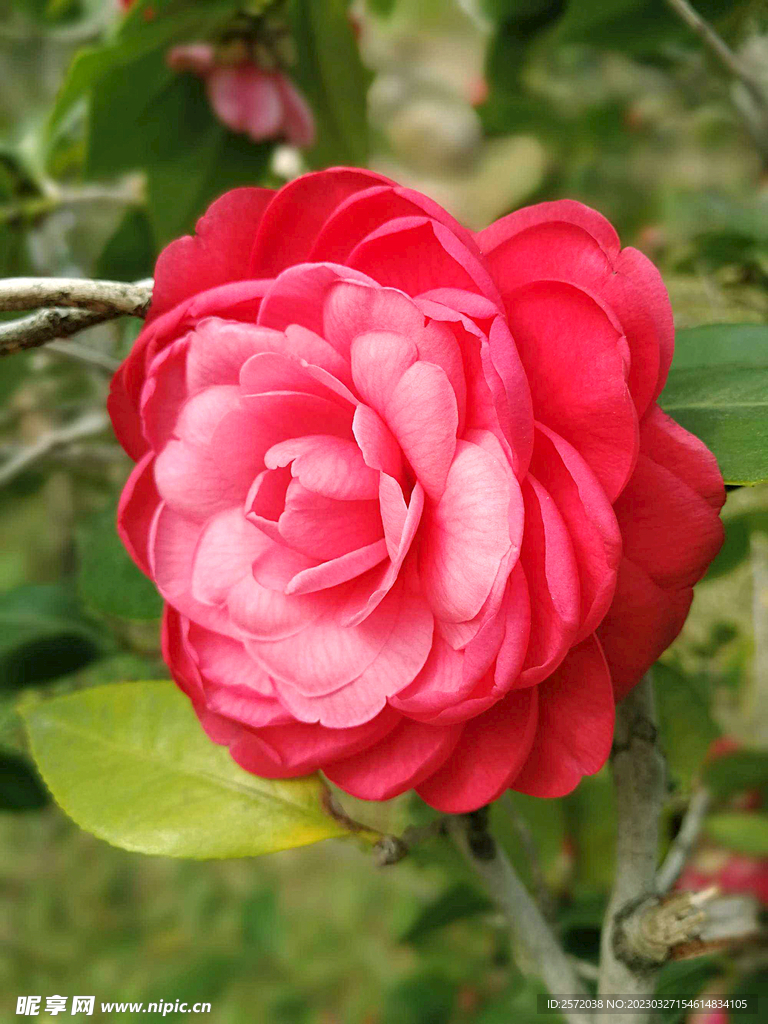 山茶花开