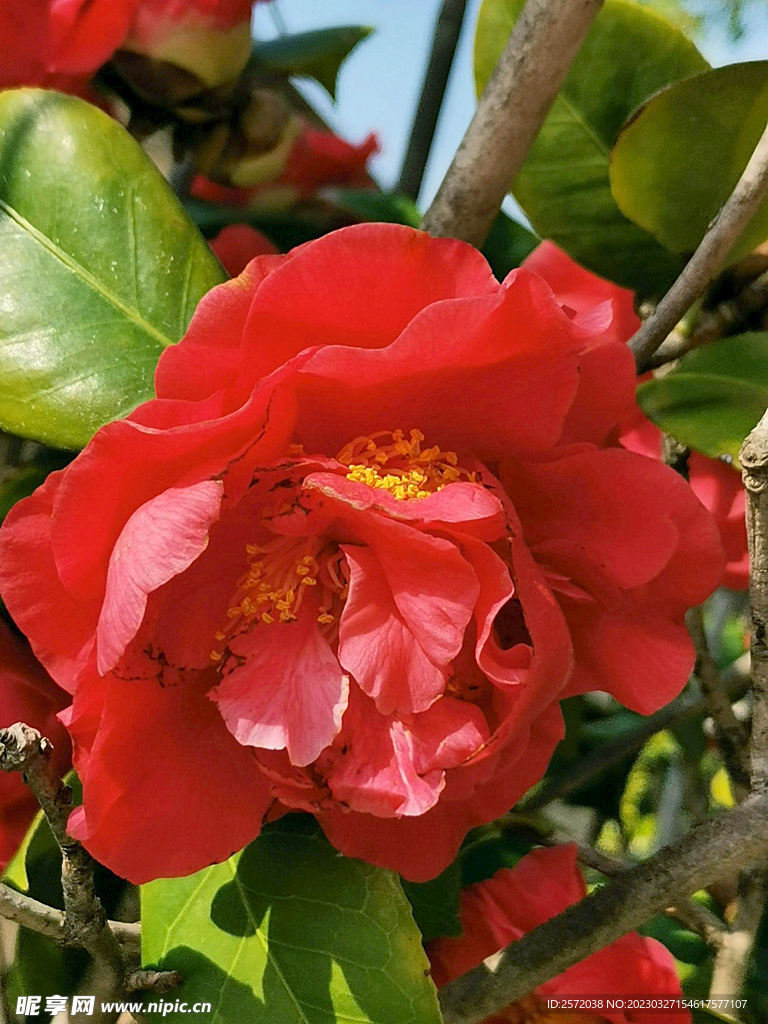 山茶花开