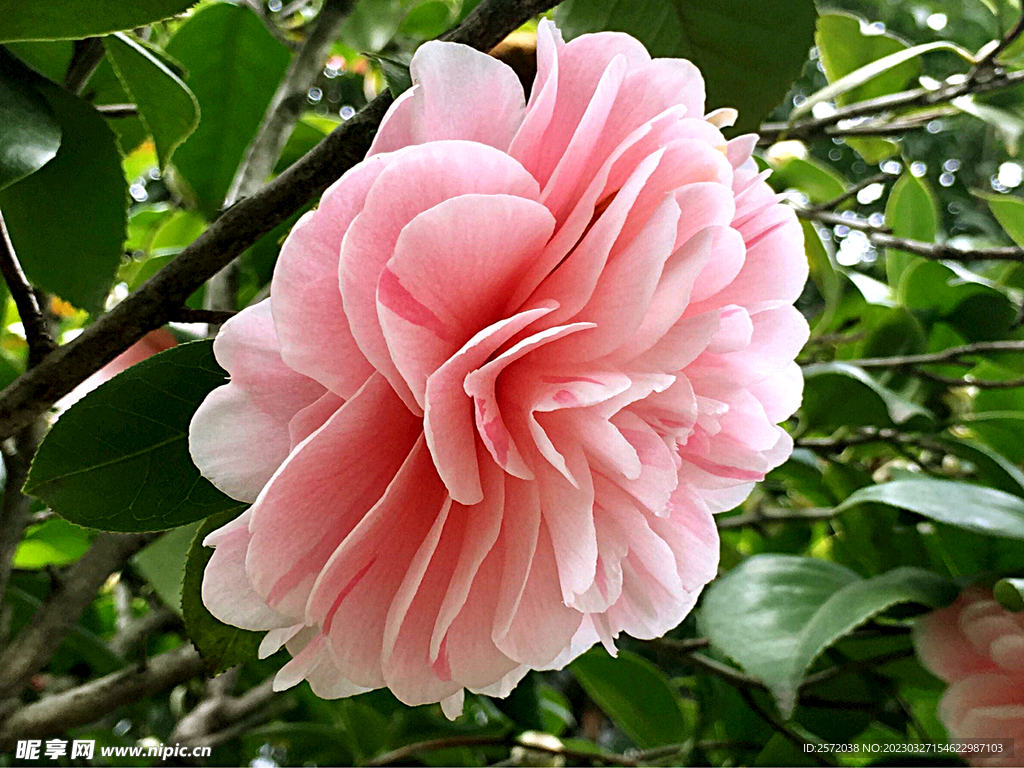 山茶花开