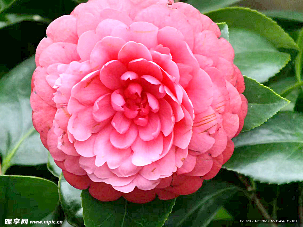 山茶花开
