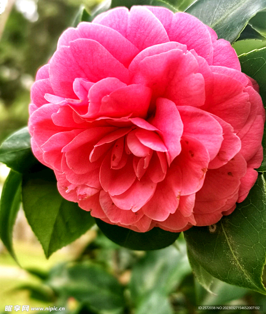 山茶花开