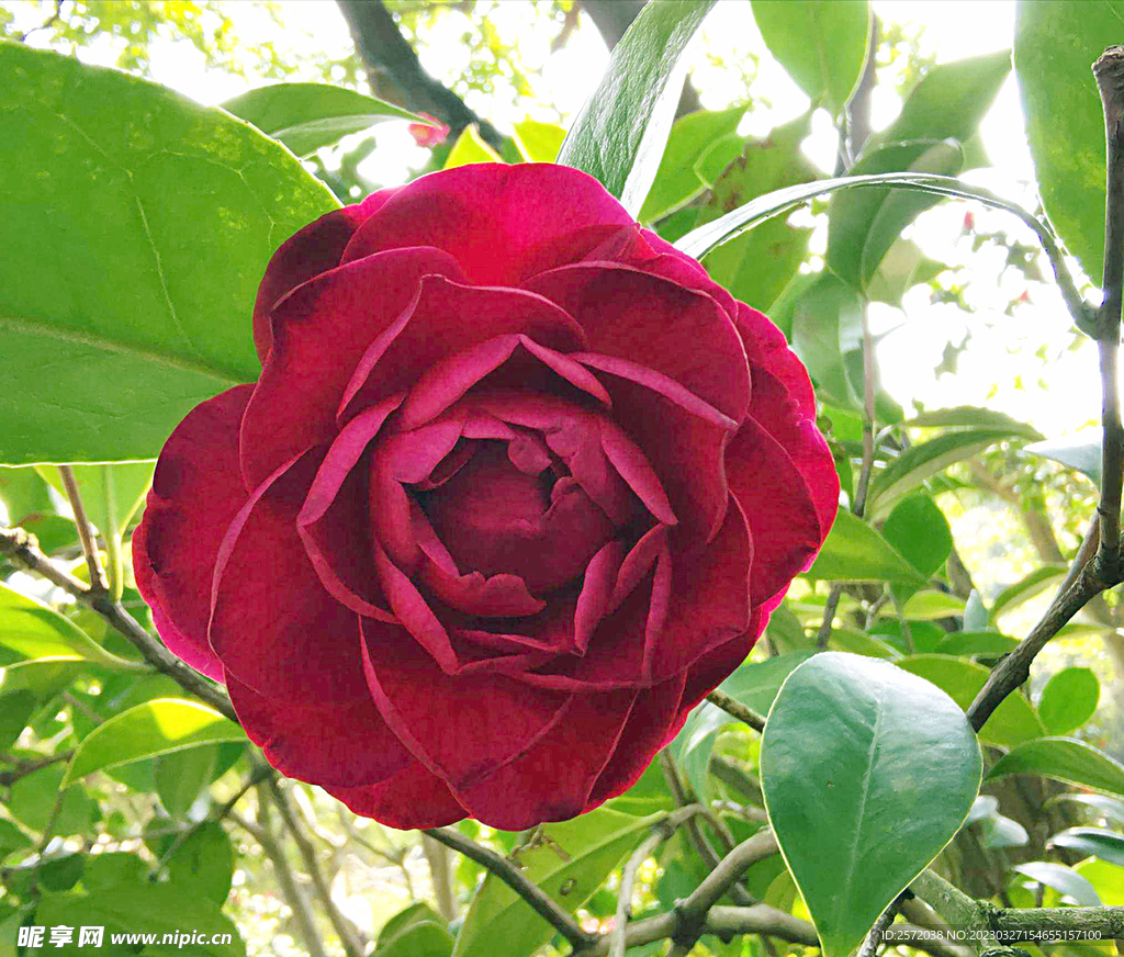 山茶花开