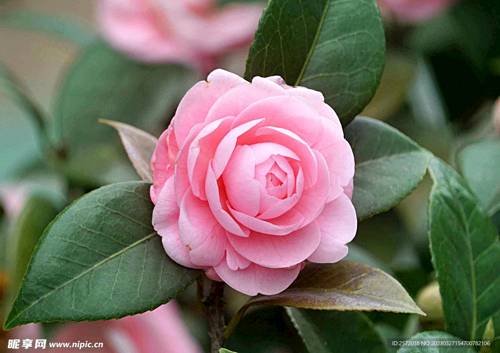 山茶花开