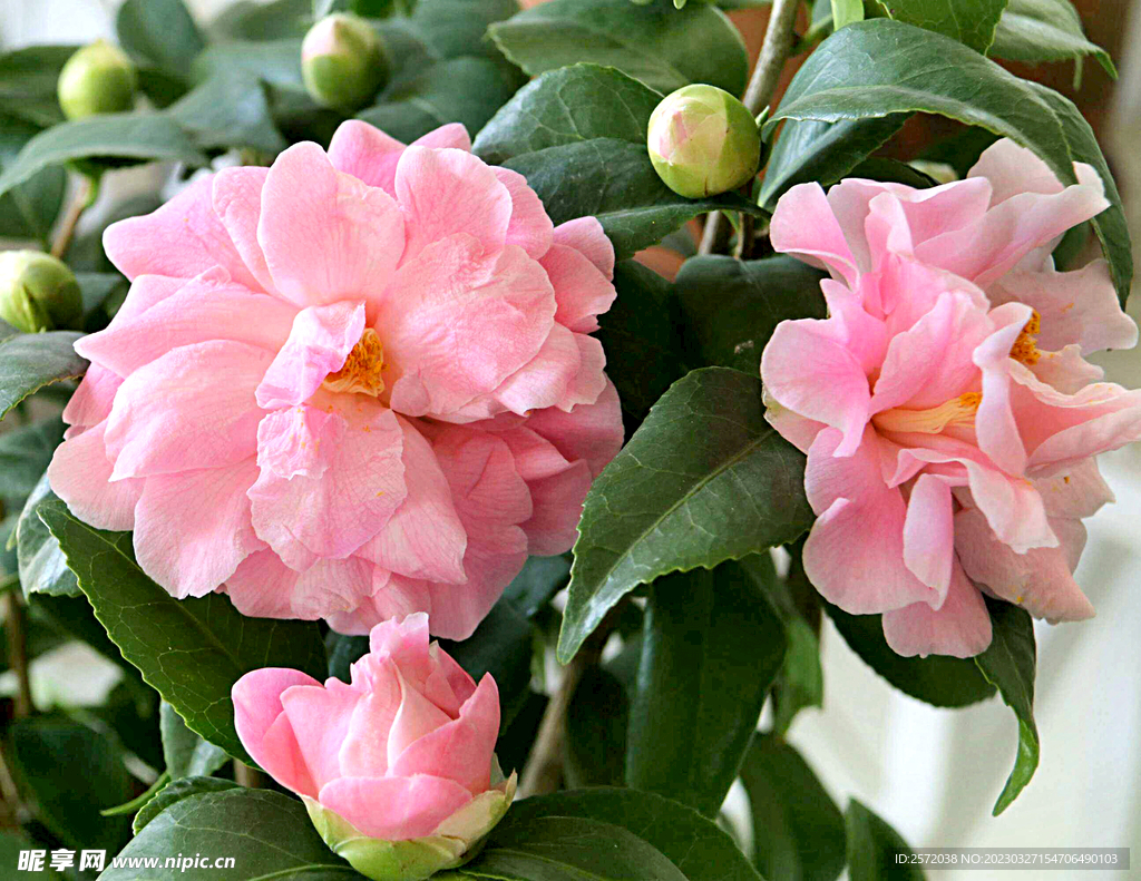 山茶花开