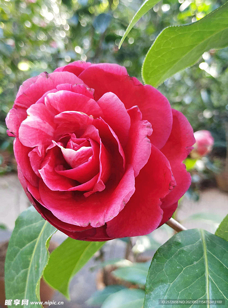山茶花开