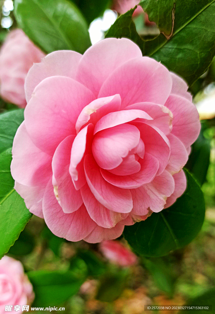 山茶花开