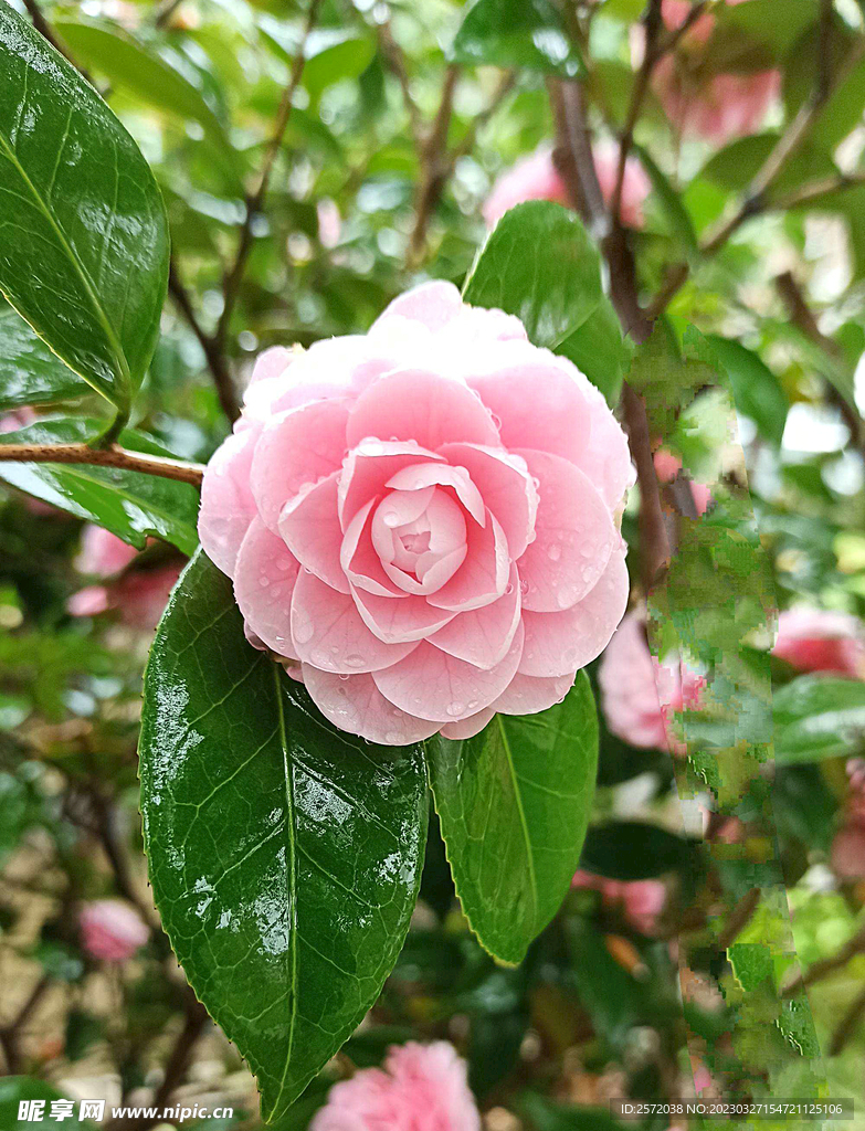 山茶花开
