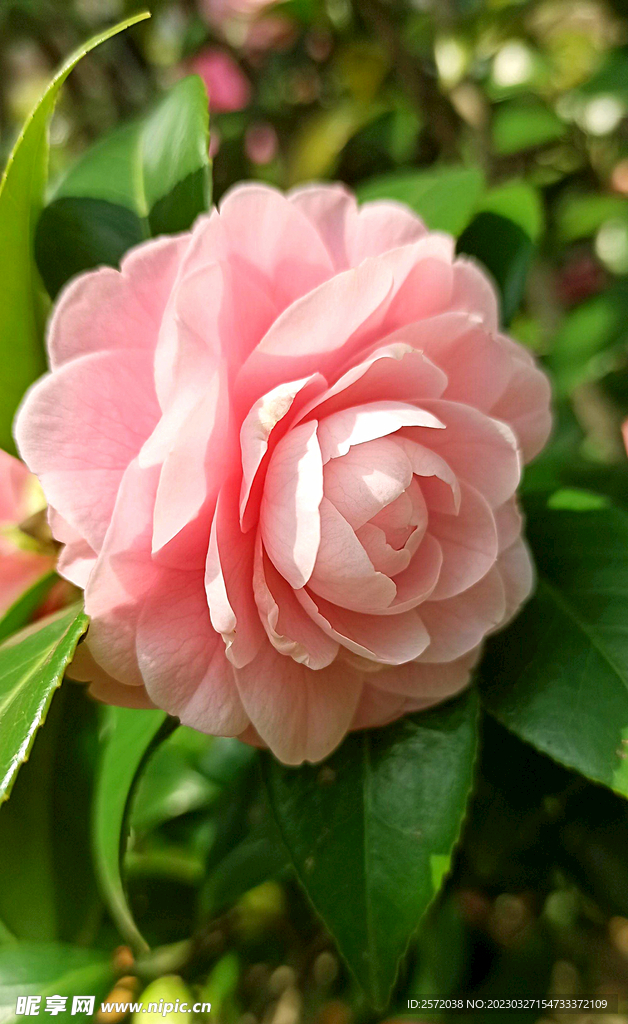 山茶花开