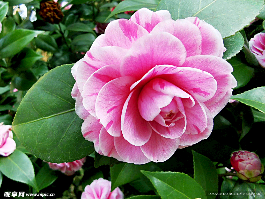山茶花开