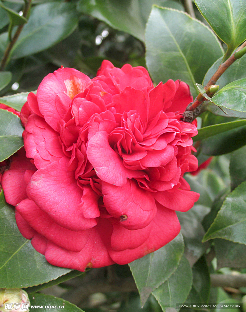 山茶花开