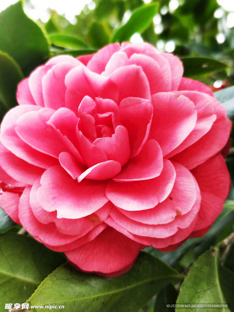 山茶花开