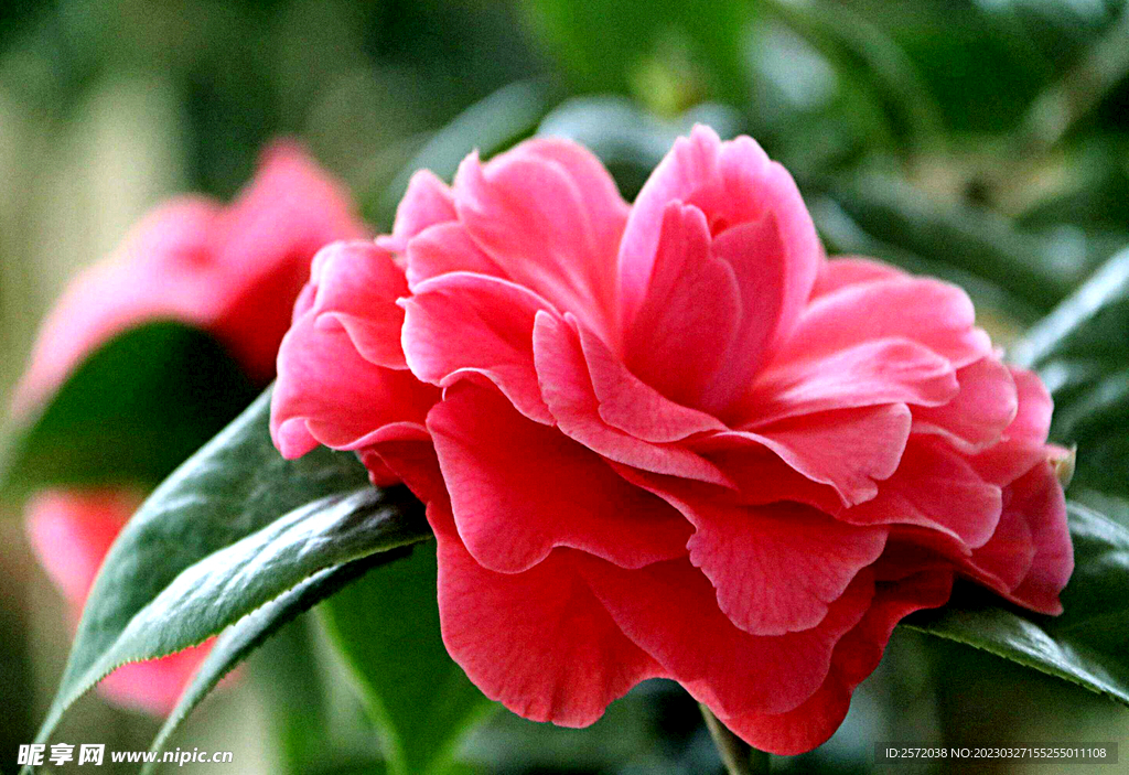 山茶花开
