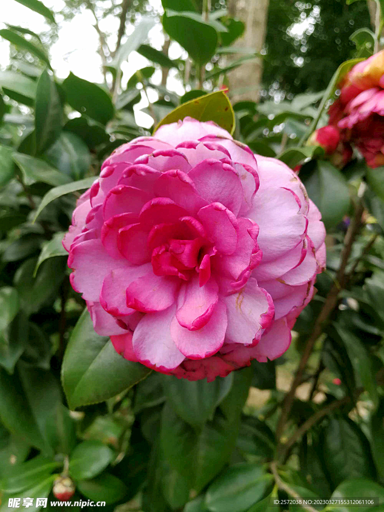 山茶花开