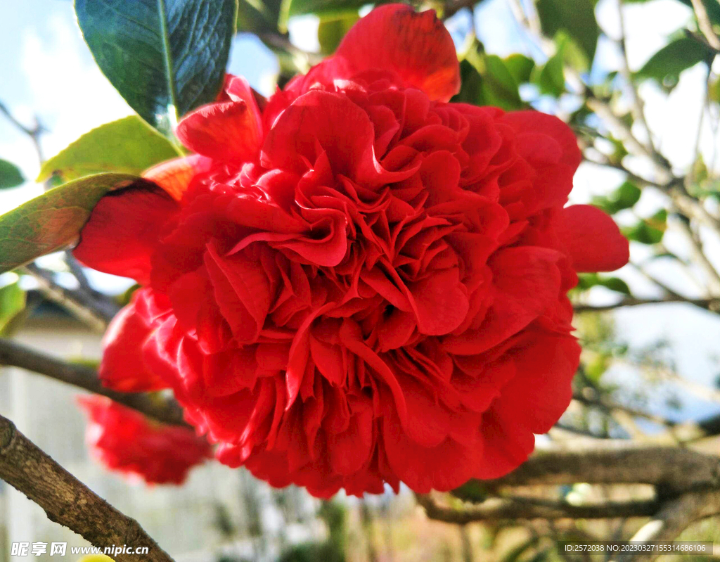 山茶花开