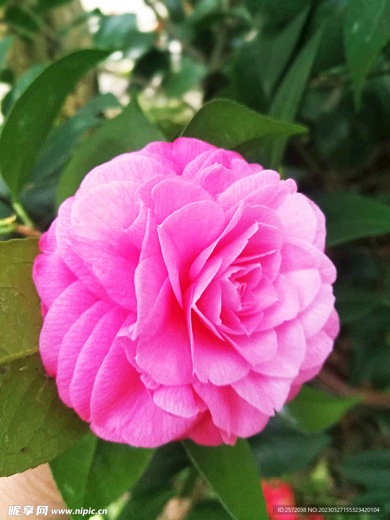 山茶花开