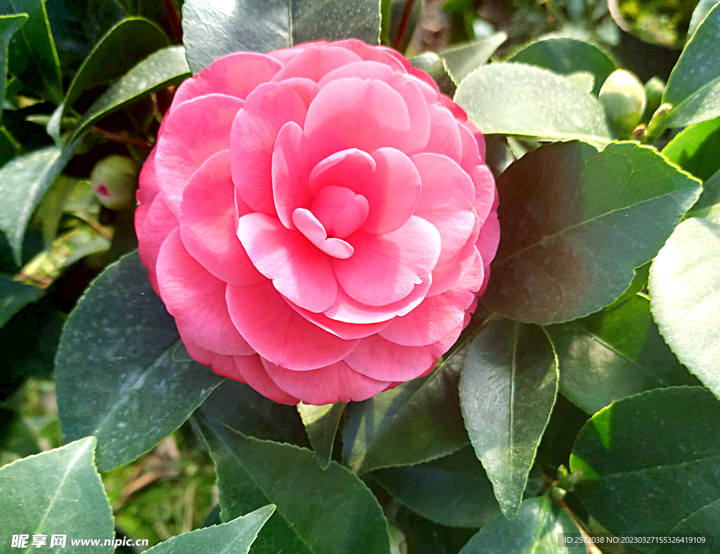 山茶花开