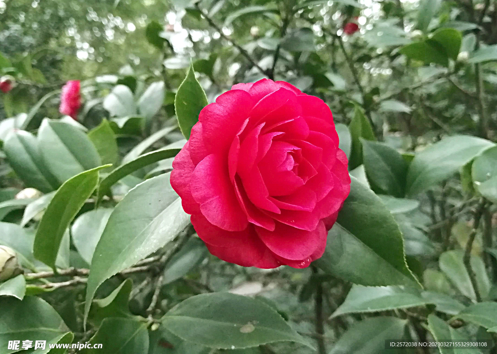 山茶花开