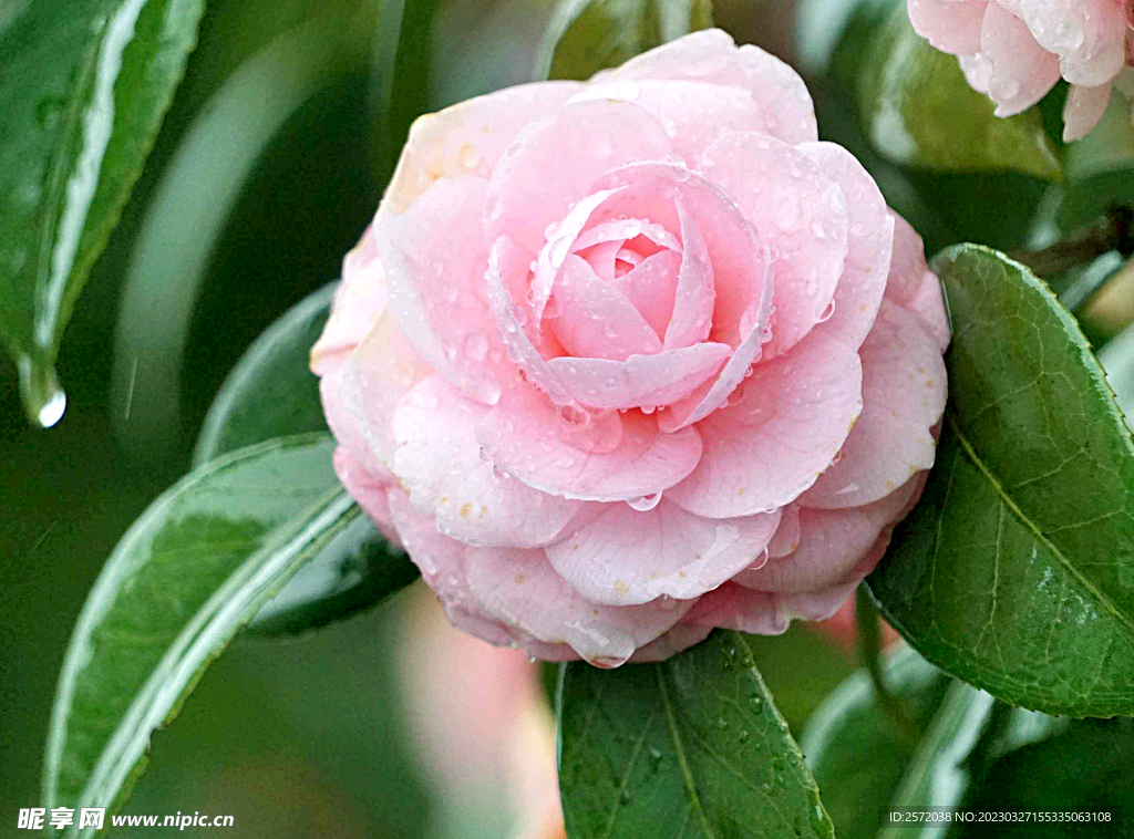 山茶花开