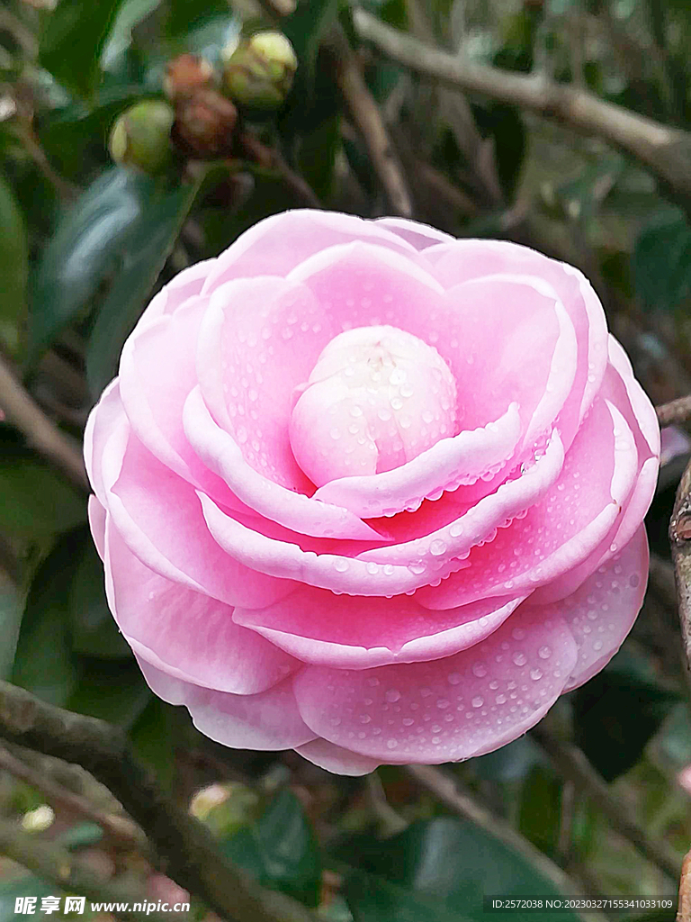 山茶花开