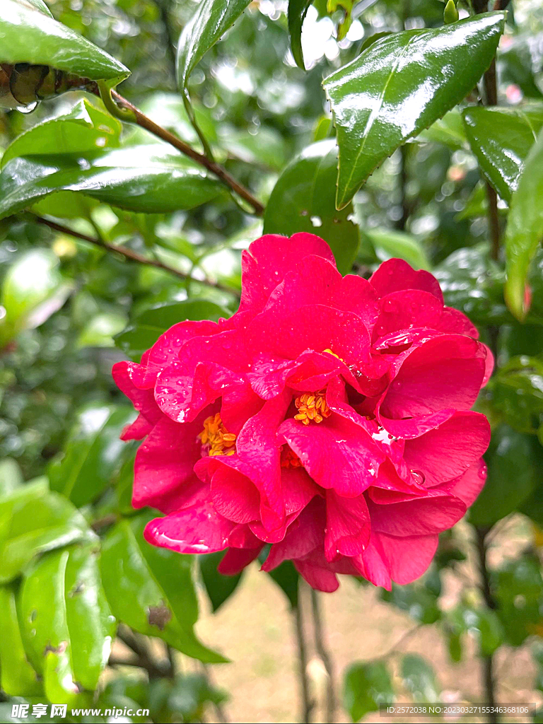 山茶花开