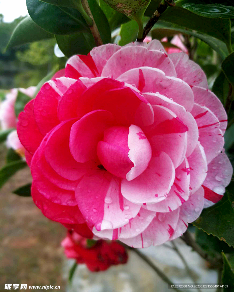 山茶花开