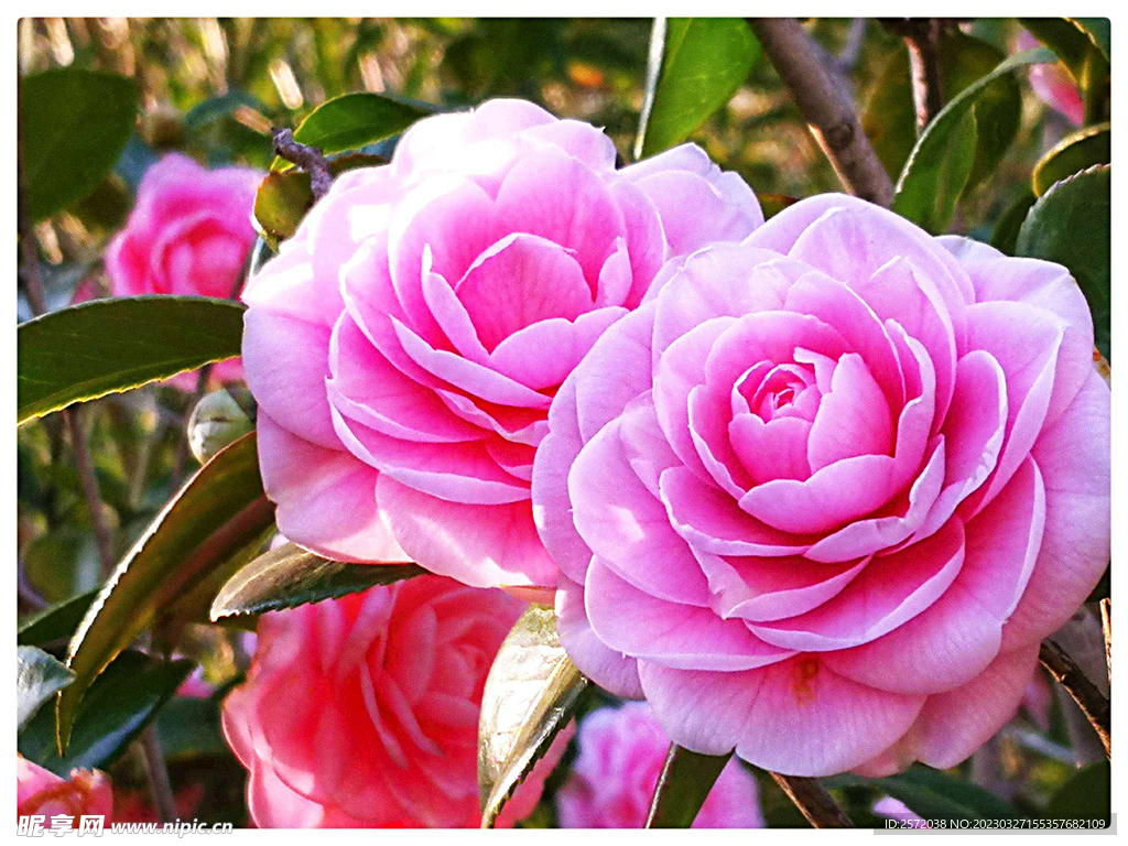 山茶花开