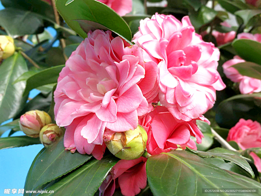 山茶花开