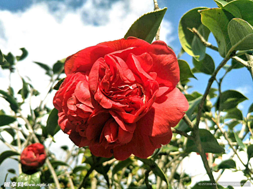 山茶花开