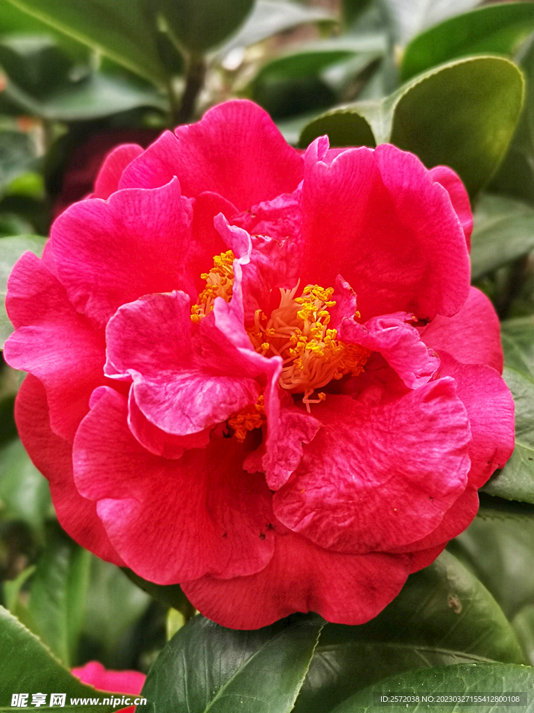 山茶花开