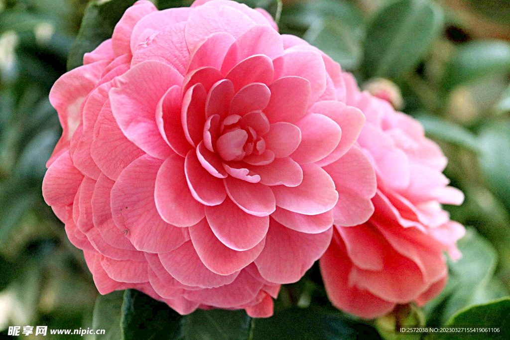 山茶花开