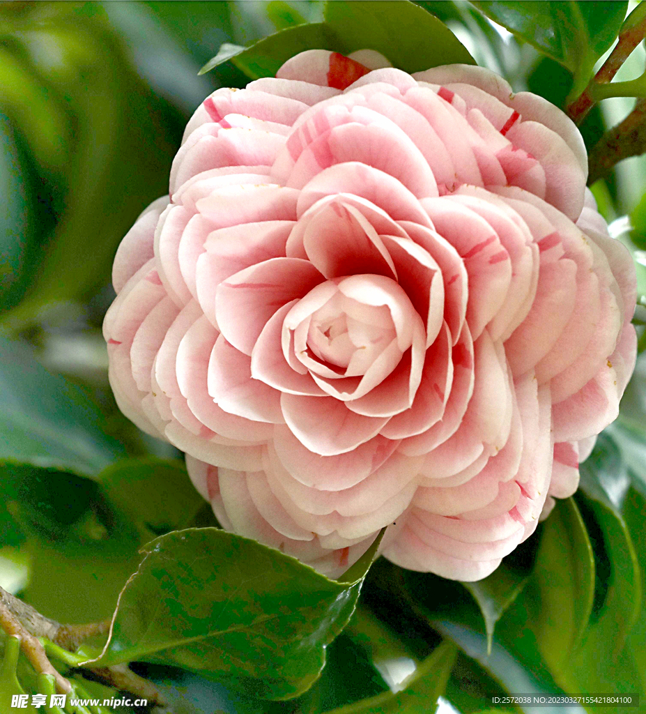 山茶花开