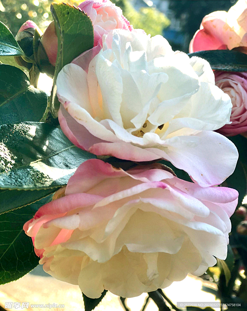 山茶花开
